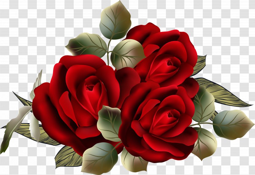 Garden Roses Cabbage Rose Cut Flowers Clip Art - Rosa Centifolia - Flower Transparent PNG