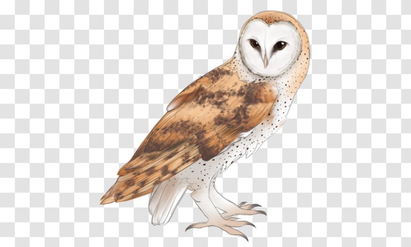 Owl Cartoon - Barn - Wildlife Bird Of Prey Transparent PNG