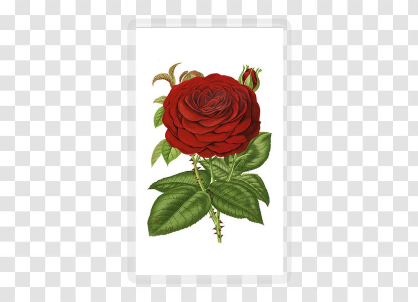 Garden Roses Flower Clip Art - Petal - Red Rose Decorative Transparent PNG