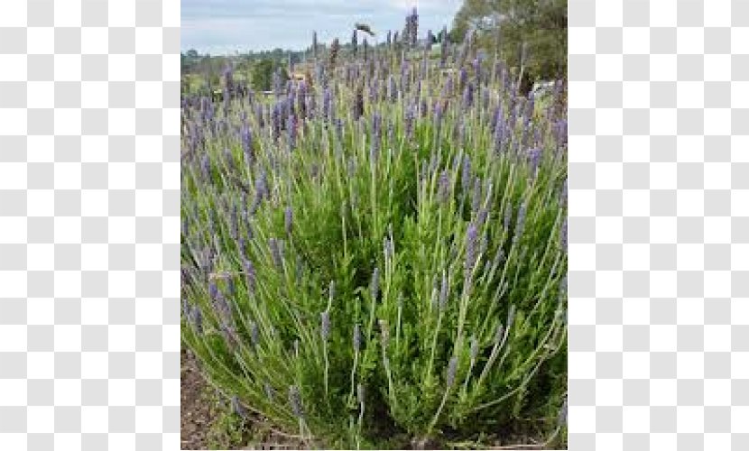 English Lavender Lavandula Dentata French Multifida Pinnata - Grass Family - Rose Myrtle Transparent PNG