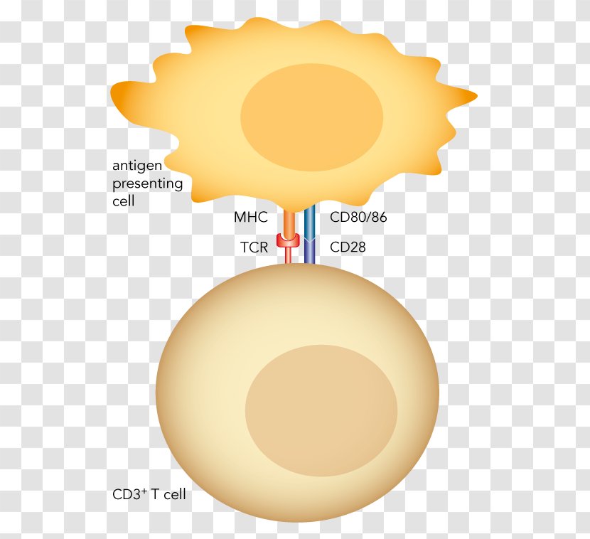 Streptamer T Cell Monoclonal Antibody Polyclonal Antibodies - Reagent Transparent PNG