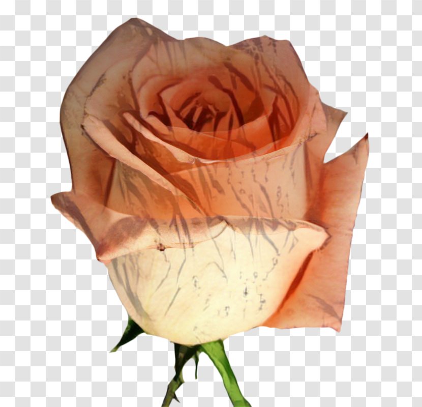 Garden Roses Cut Flowers Petal - Rose Family Transparent PNG