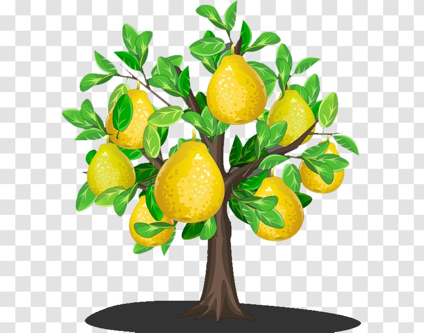 Lemon Asian Pear U9999u68a8u5bbeu9986 - Orchard Transparent PNG