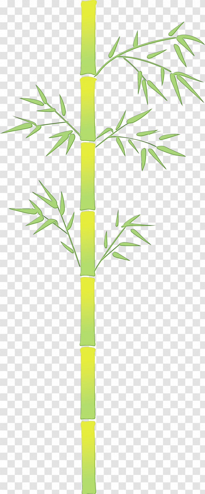 Bamboo Plant Stem Leaf Plant Tree Transparent PNG