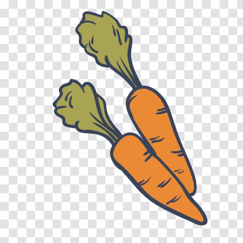 Drawing Carrot Vegetable Food - Healthy Diet - Vector Transparent PNG
