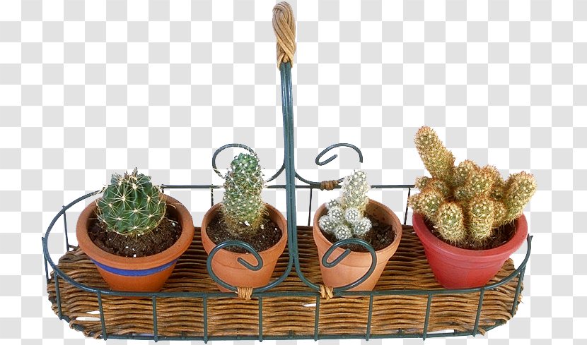 San Pedro Cactus Thorns, Spines, And Prickles Plants Amphibian - Succulent Plant Transparent PNG