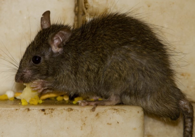 Brown Rat Rodent Mouse Black Trap - Murids - & Transparent PNG