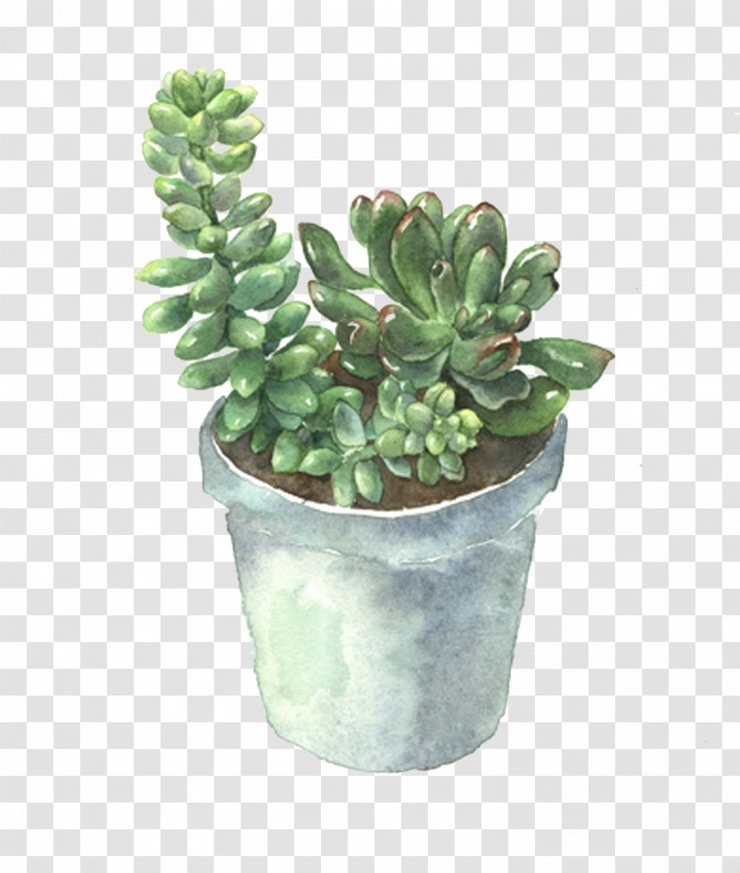 Succulent Plant Flowerpot Cactaceae - Houseplant - Plants Transparent PNG