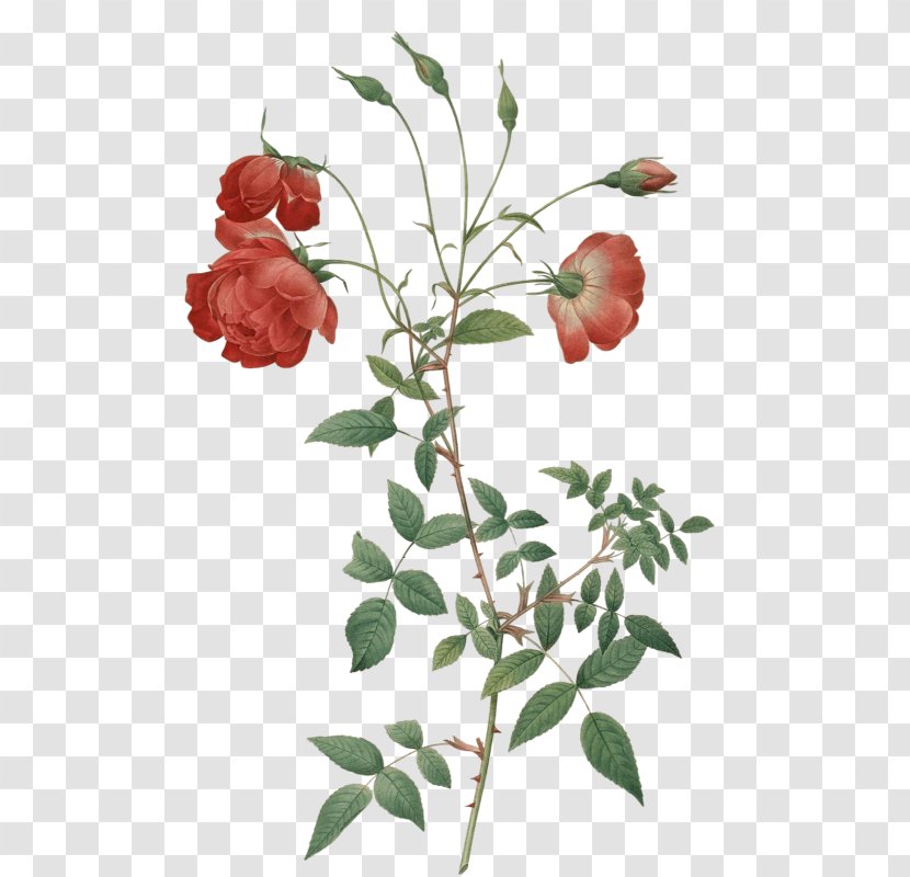 Garden Roses Cabbage Rose Flower Botanical Illustration Hybrid Tea - Leaf Transparent PNG