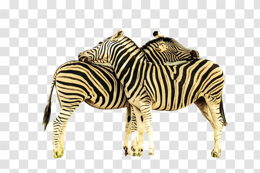 Zebra Wildlife Terrestrial Animal Figure Transparent PNG