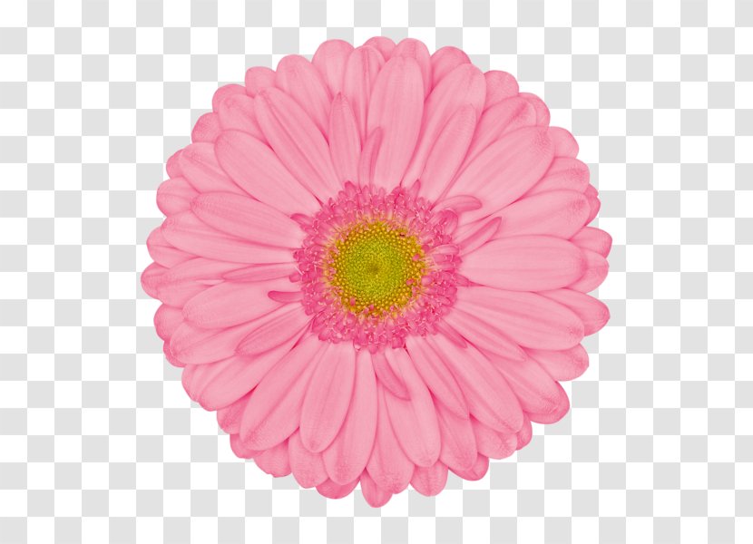 Transvaal Daisy Pink Common Flower Stock Photography - Red Transparent PNG