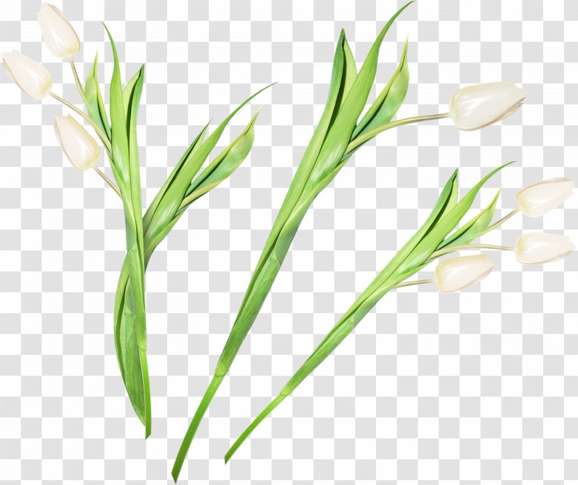 Tulip Cut Flowers Clip Art - Plant Stem Transparent PNG