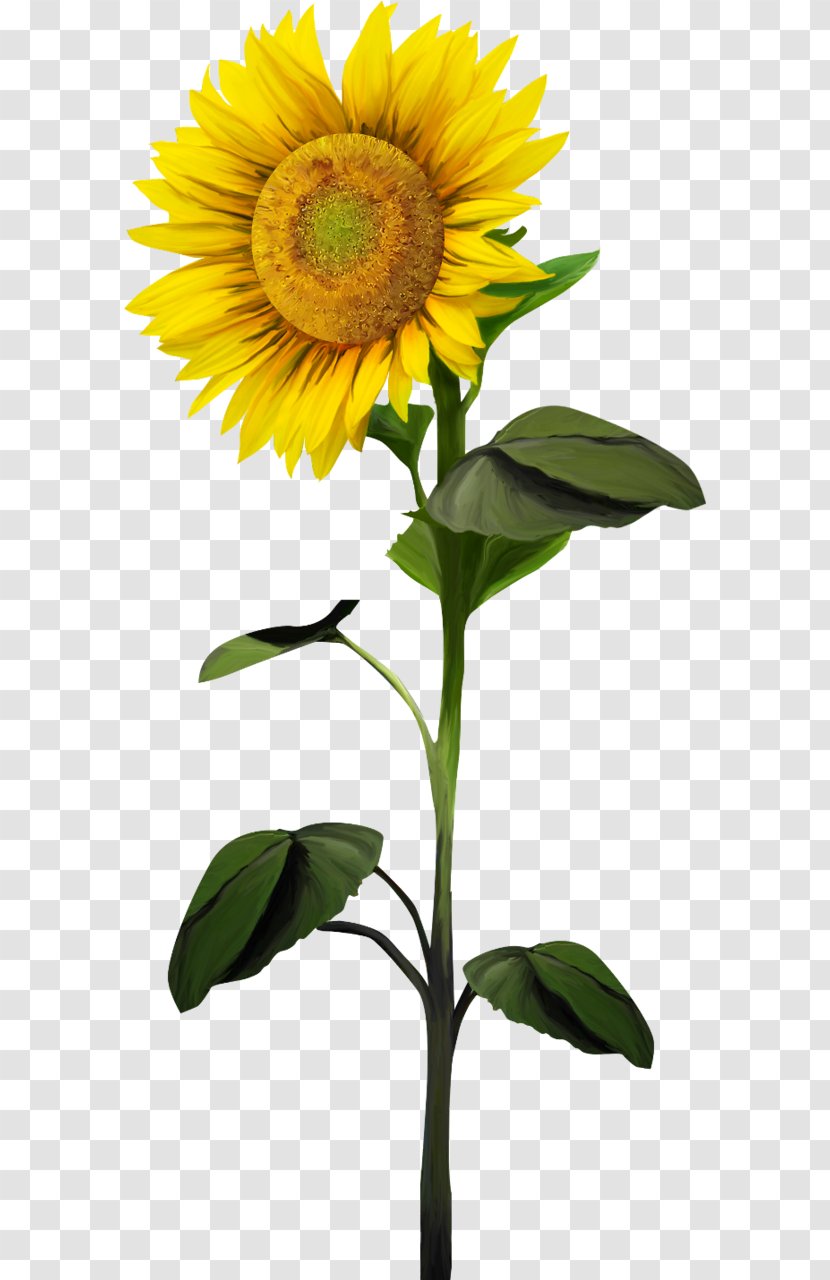 Common Sunflower Plant Clip Art - Stem - Flower Transparent PNG