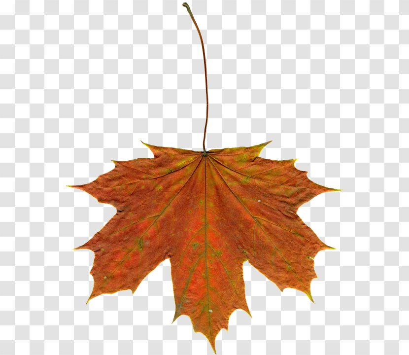 Autumn Leaf Color Maple Clip Art - Plant - WATERCOLOR LEAF Transparent PNG