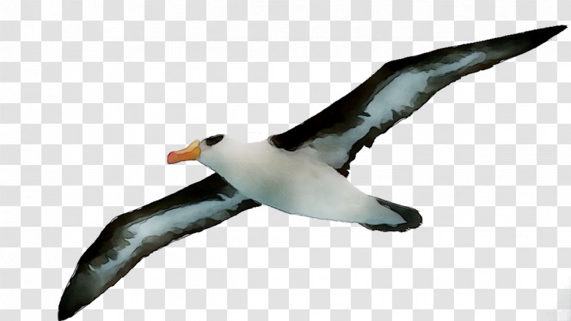 Penguin Albatross Fauna Gannets Beak - Charadriiformes Transparent PNG