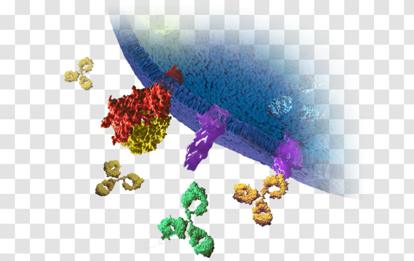 Bioassay T Cell Organism - Immunology Transparent PNG