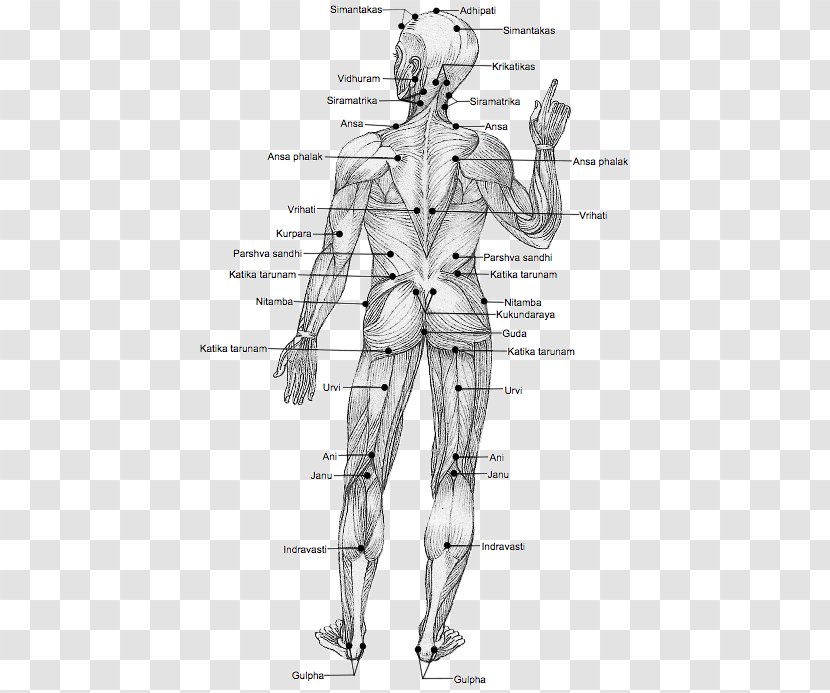 Marma Adi Ayurveda Pressure Point Acupuncture Therapy - Heart - Points Human Body Transparent PNG