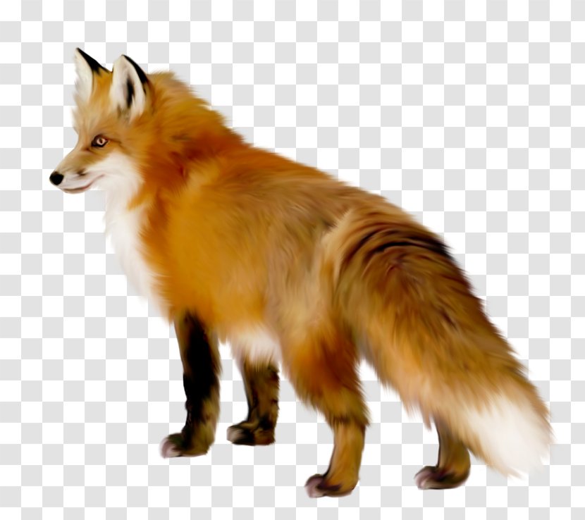 Red Fox Clip Art Image Wolf Transparent PNG
