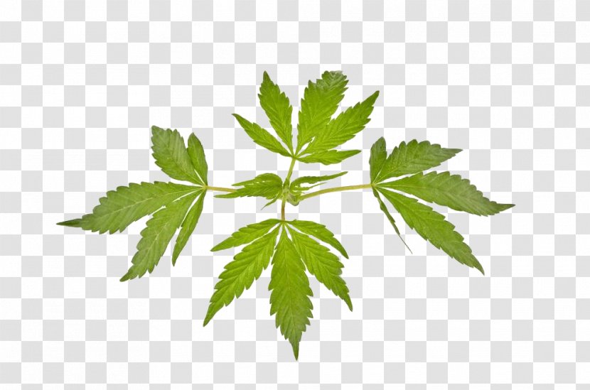 Cannabis Ruderalis Marijuana Leaf Sativa - Stock Photography - Indian Leaves Transparent PNG