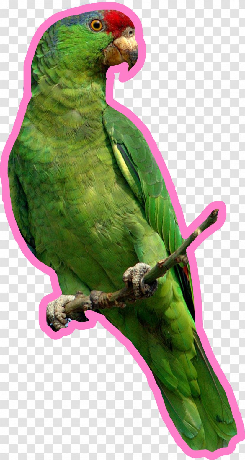 Parrots Of New Guinea Bird Budgerigar - Perico - Parrot Transparent PNG