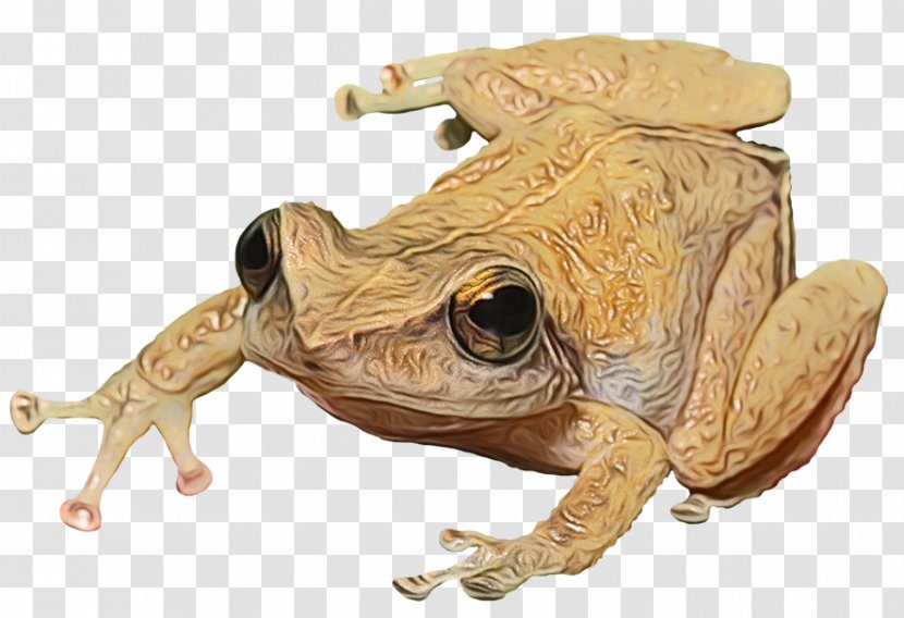 Toad True Frog Fauna Terrestrial Animal - Wood Transparent PNG