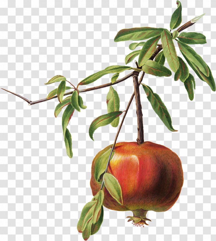 Introduction To Plant Population Ecology La Vita Segreta Dei Semi Book Photograph Illustration - Fruit Tree - Pomegranate Button Transparent PNG