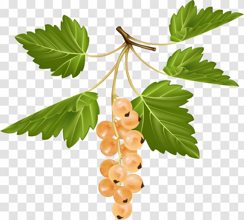 Redcurrant Blackcurrant White Currant Gooseberry Fruit - Berries Transparent PNG