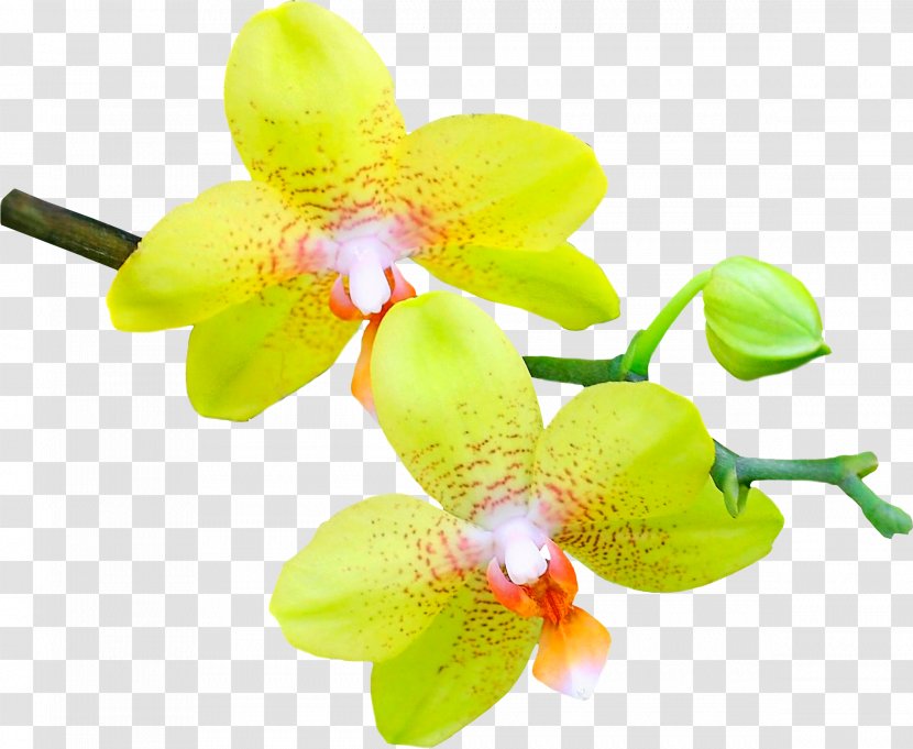 Image Orchids Psd - Petal - Plant Transparent PNG