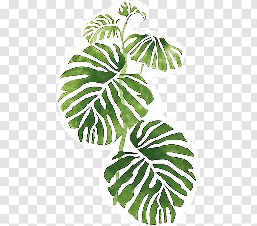 Swiss Cheese Plant Philodendron Wall Stencil Leaf Transparent PNG