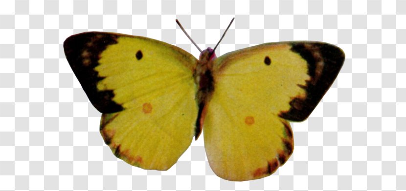 Colias Nymphalidae Lycaenidae Moth Pieridae - Pollinator - Hyale Transparent PNG