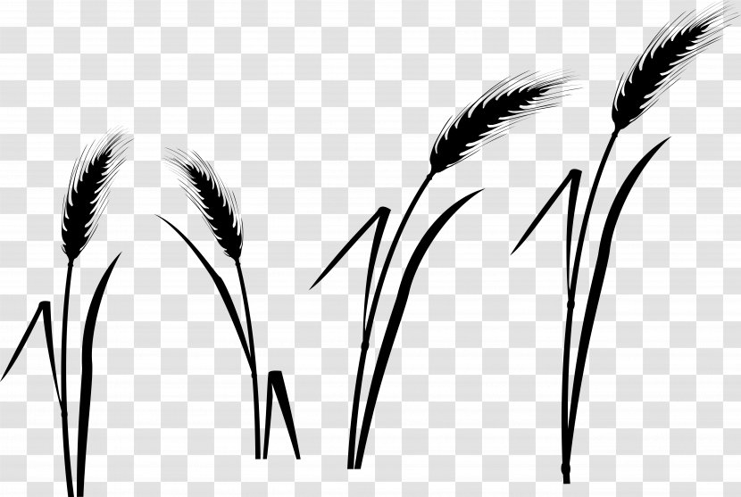 Grasses Black & White - Plant Stem - M Eye Font Commodity Transparent PNG