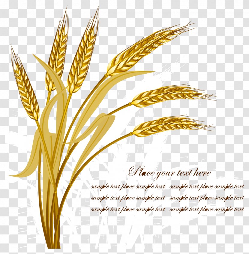 Wheat Harvest Crop - Plant - Golden Vector Transparent PNG