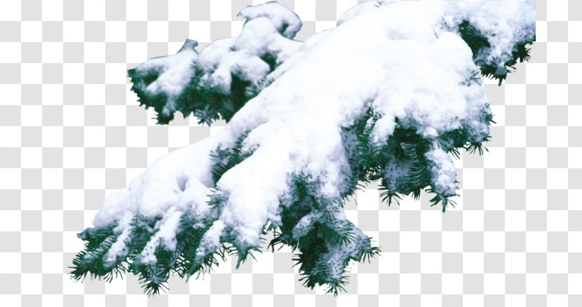 Spruce Fir Christmas Pine - Silhouette Transparent PNG