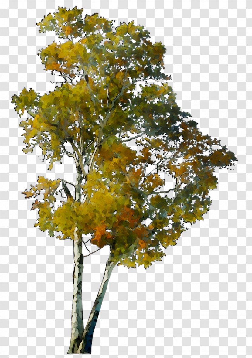 CO.OPMART Shrub Plane Trees Leaf - Flowering Plant - Woody Transparent PNG