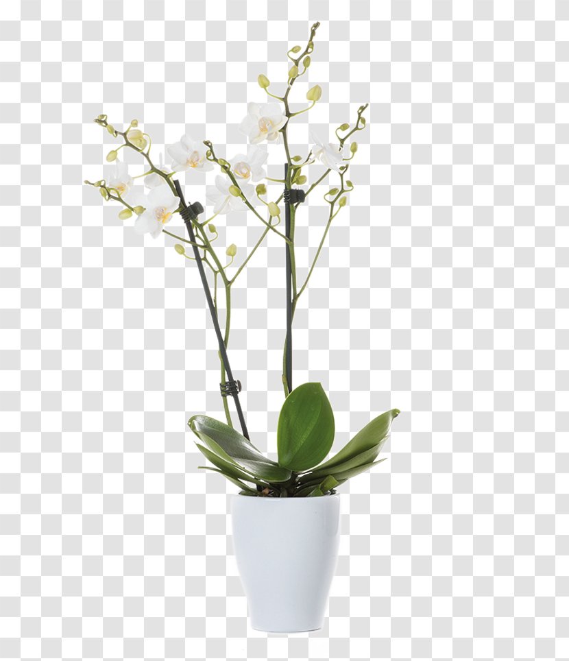 Moth Orchids Cut Flowers Prairie Gentian Plants - Flower - Pot Stands Windows Transparent PNG