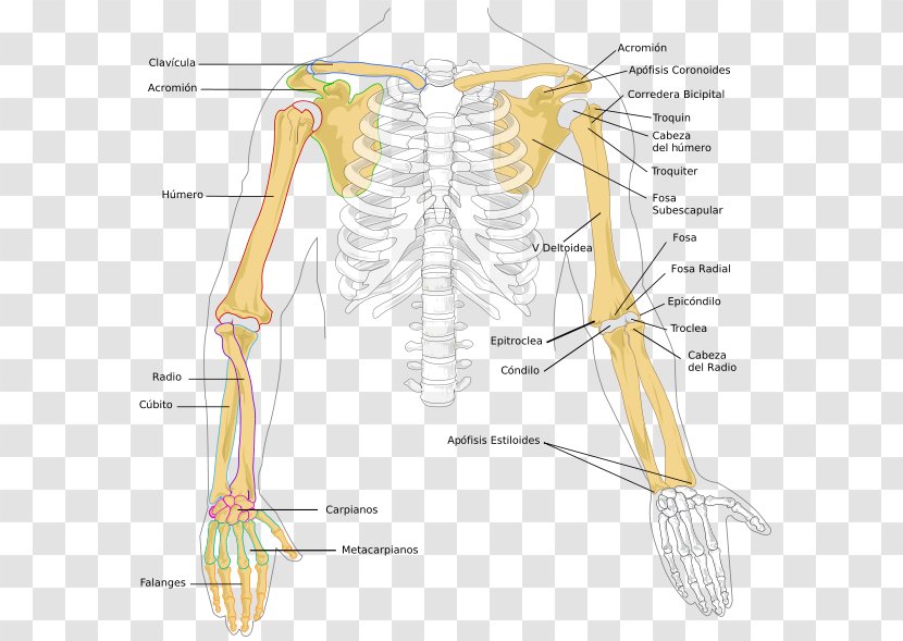 Forearm Radius Bone Anatomy - Cartoon - Arm Transparent PNG