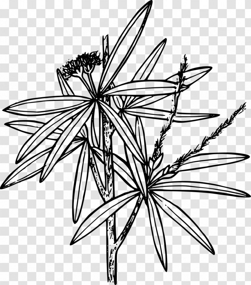 Cercocarpus Ledifolius Line Art Clip - Plant - Mahogany Clipart Transparent PNG