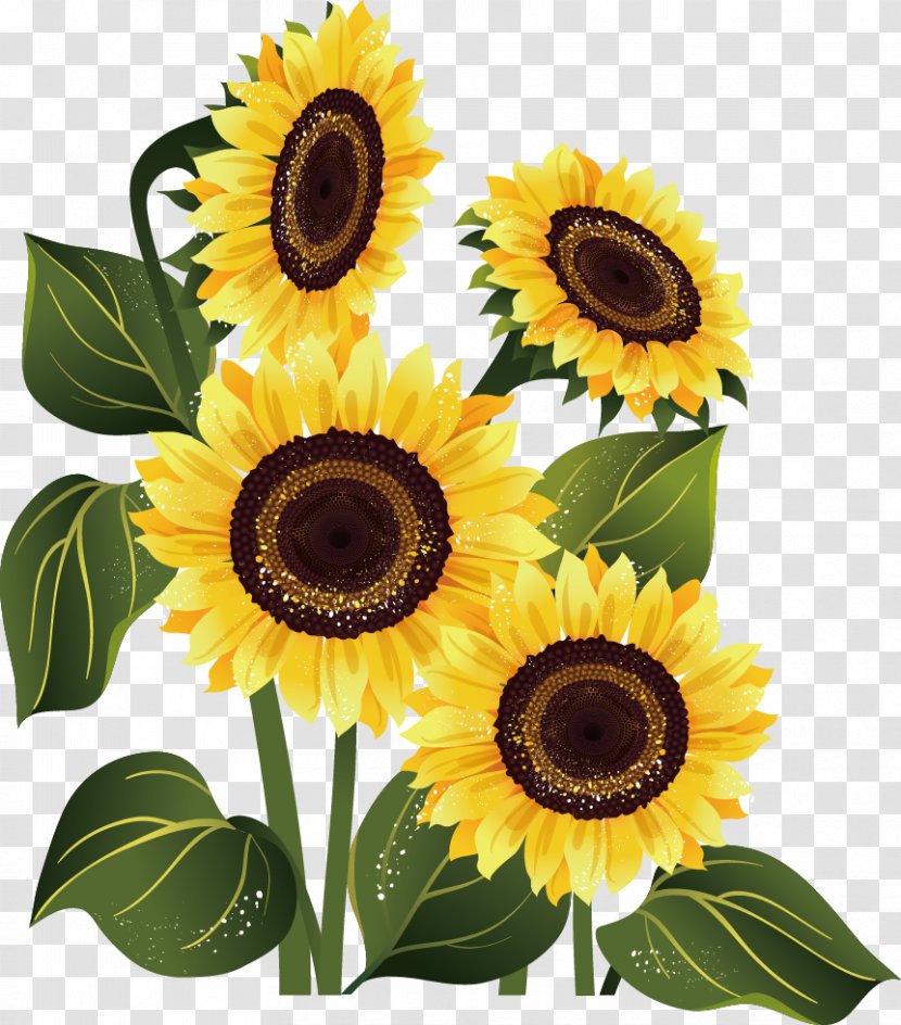 Stock Photography Common Sunflower - Yellow Transparent PNG