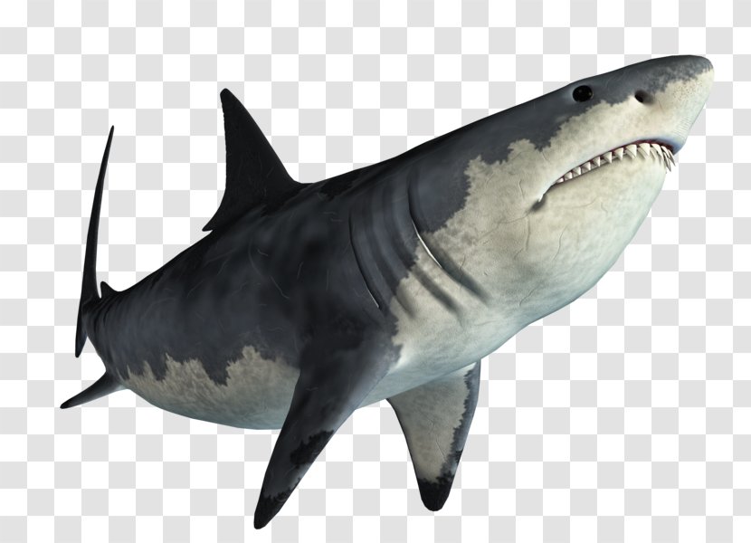 Tiger Shark Great White Image - Fish Transparent PNG