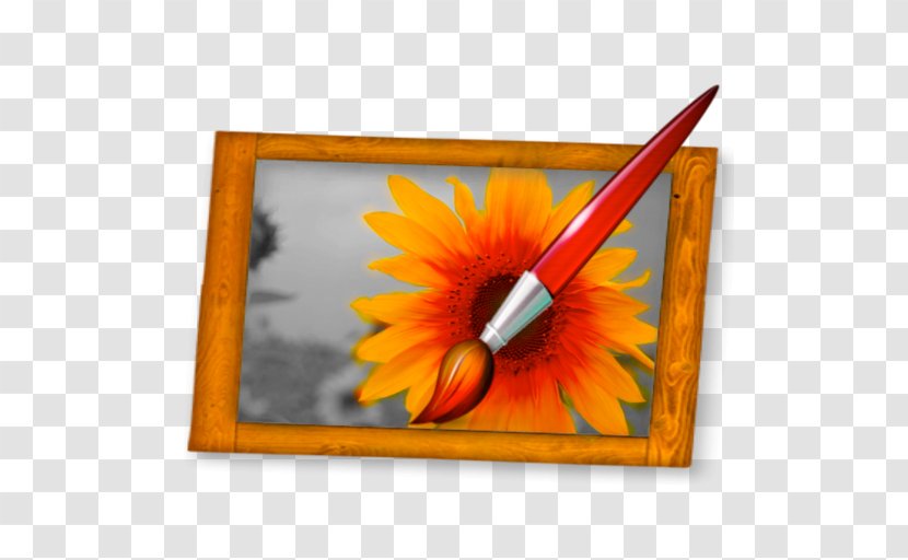 Transvaal Daisy Picture Frames Sunflower M Rectangle - Petal - Eraser Transparent PNG