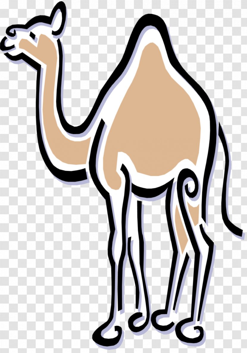 Clip Art Dromedary Royalty-free Benicia Historical Museum Image - Mammal - Camel Transparent PNG