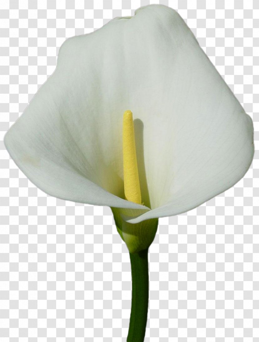 Arum-lily Arum Lilies Flower Callalily Clip Art - Large Calla Lily Clipart Transparent PNG