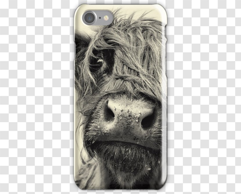 Highland Cattle Scottish Highlands Miniature Beef American - Calf - Cow Skin Transparent PNG