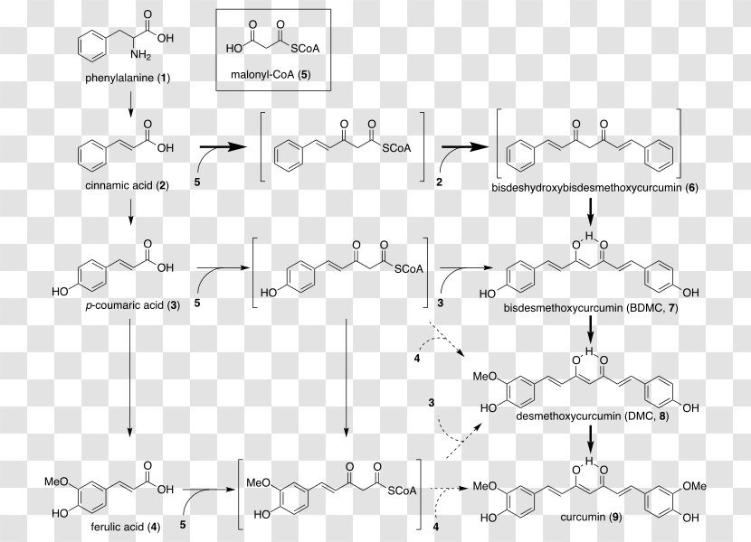 Curcuminoid Turmeric Biosynthesis E100 - Area - Curcumin Transparent PNG