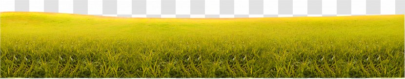 Barley Harvest Grassland Sky Field - Wheat - Yellow-green Simple Grass Bureaucratic Texture Transparent PNG