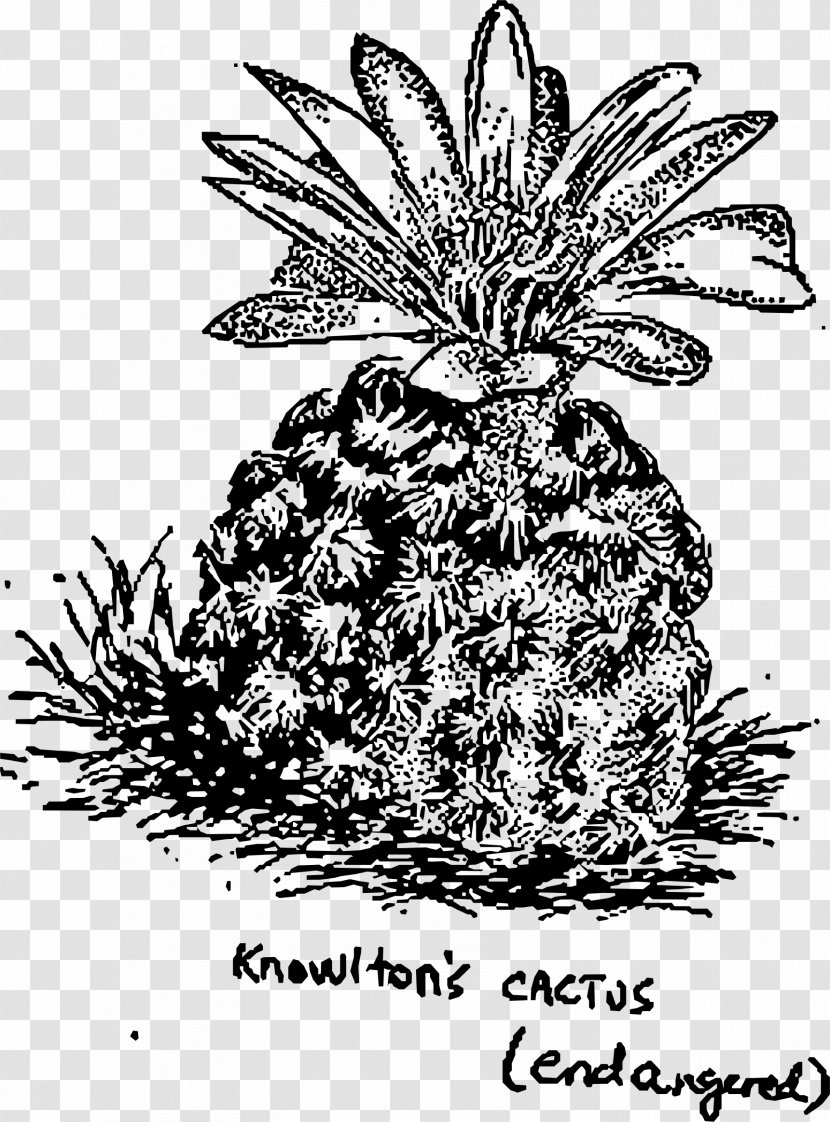Plant Cactaceae Prickly Pear Saguaro - Food - Cactus Transparent PNG