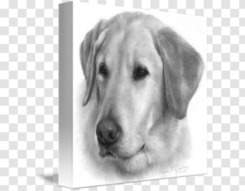 Labrador Retriever Golden Puppy Drawing - Companion Dog - Yellow Lab Transparent PNG