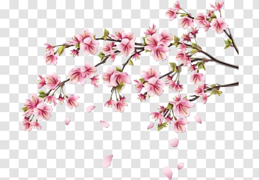 Cherry Blossom - Pedicel - Petal Transparent PNG