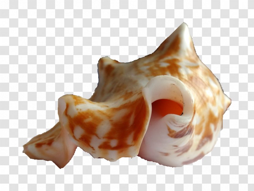 Sea Snail Seashell Shankha Caracola Transparent PNG