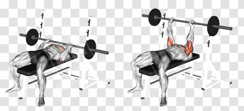 Bench Press Exercise Barbell Strength Training - Dumbbell Transparent PNG